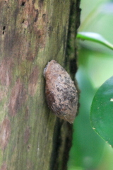 Ellobiidae