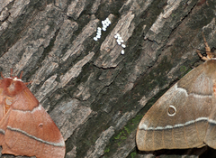 Gonimbrasia belina