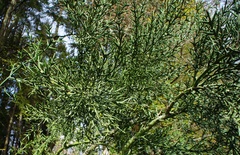 Colletia