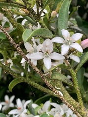 Philotheca myoporoides myoporoides