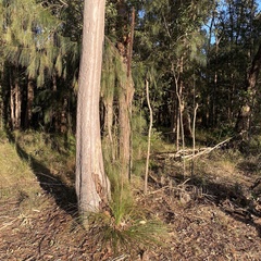 Xanthorrhoea media