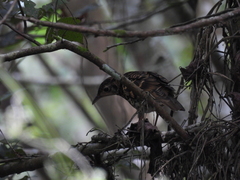 Zoothera dauma dauma