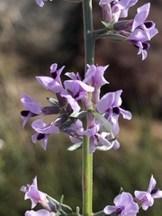 Amphithalea violacea