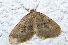 Operophtera fagata