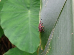 Metaprodioctes formosanus