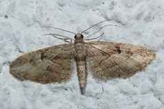 Eupithecia ericeata
