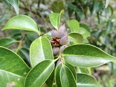 Pentaphylax euryoides