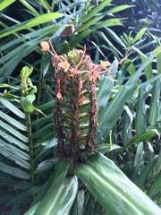 Hedychium