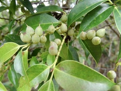 Pentaphylax euryoides