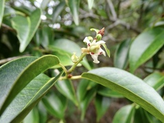 Pentaphylax euryoides