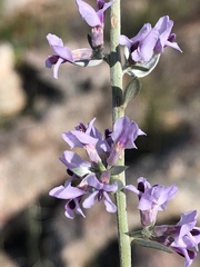 Amphithalea violacea