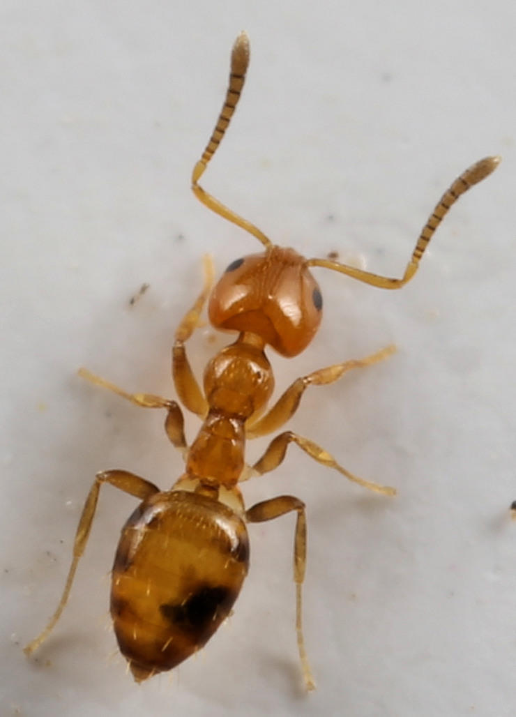 Plagiolepis brunni