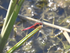 Crocothemis servilia