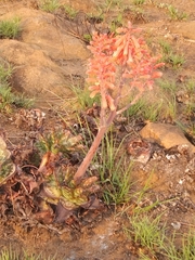 Aloe grandidentata
