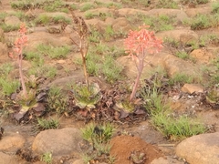 Aloe grandidentata