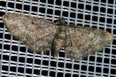 Eupithecia inturbata