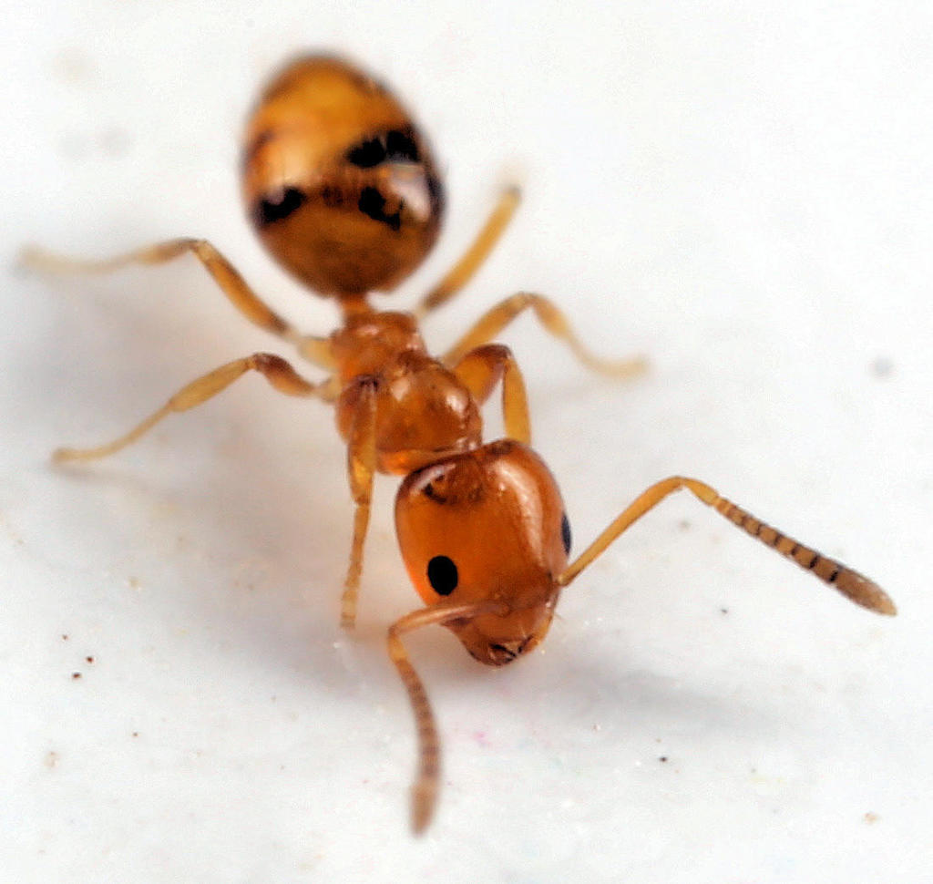 Brunn's Restless ant