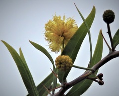 Acacia dempsteri