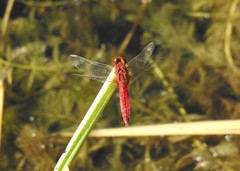 Crocothemis servilia