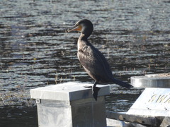 Phalacrocorax carbo