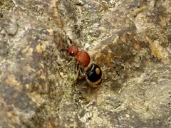 Odontomutilla uranioides