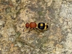 Odontomutilla uranioides