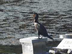 Phalacrocorax carbo