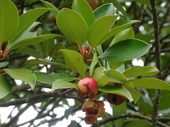 Ternstroemia luteoflora