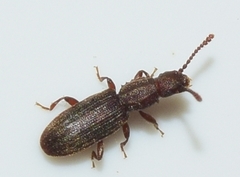 Oryzaephilus surinamensis