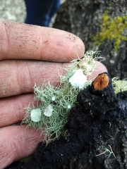 Usnea ciliifera