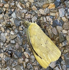 Appias indra aristoxemus