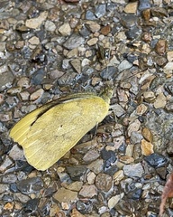 Appias indra aristoxemus