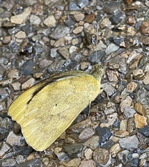 Appias indra aristoxemus