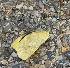 Appias indra aristoxemus
