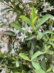 Philotheca myoporoides myoporoides