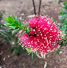 Kunzea baxteri