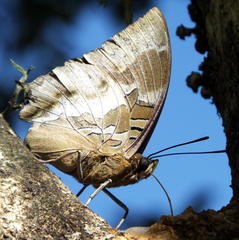 Charaxes xiphares xiphares