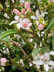 Philotheca myoporoides myoporoides