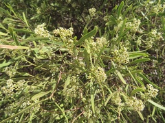 Geijera linearifolia