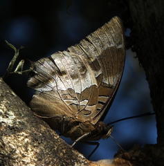 Charaxes xiphares xiphares