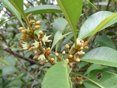 Sideroxylon wightianum