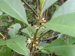 Sideroxylon wightianum