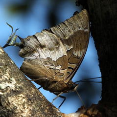 Charaxes xiphares xiphares