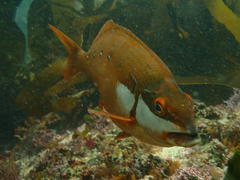 Chirodactylus brachydactylus