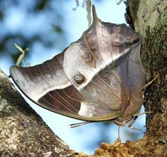 Charaxes varanes varanes