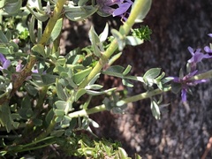 Amphithalea violacea