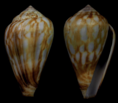 Conus allaryi