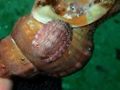 Rhyssoplax polita