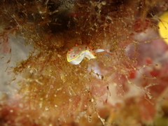 Diaphorodoris papillata