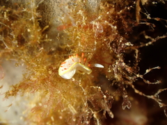 Diaphorodoris papillata